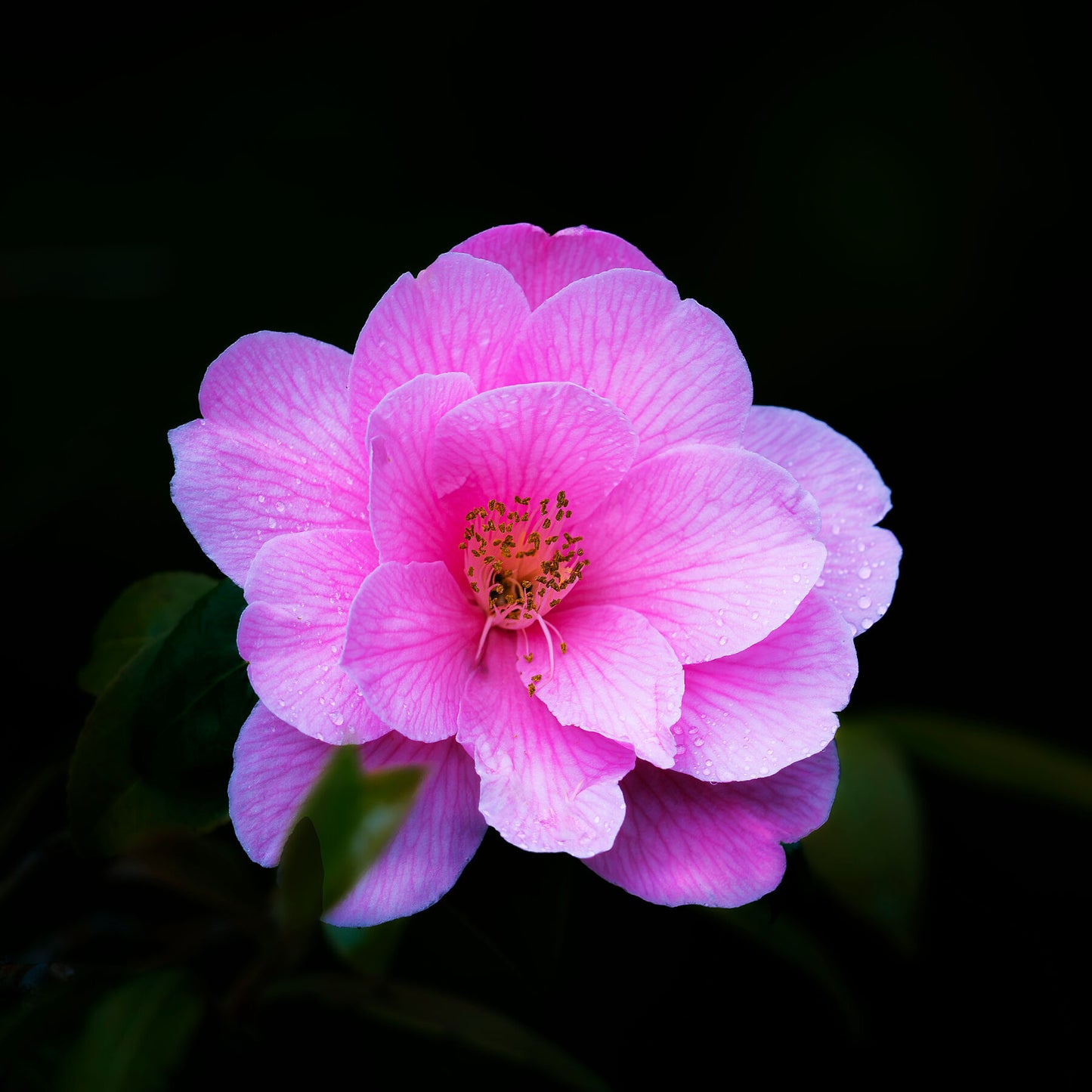 The Grace of a Camellia, with pink light
