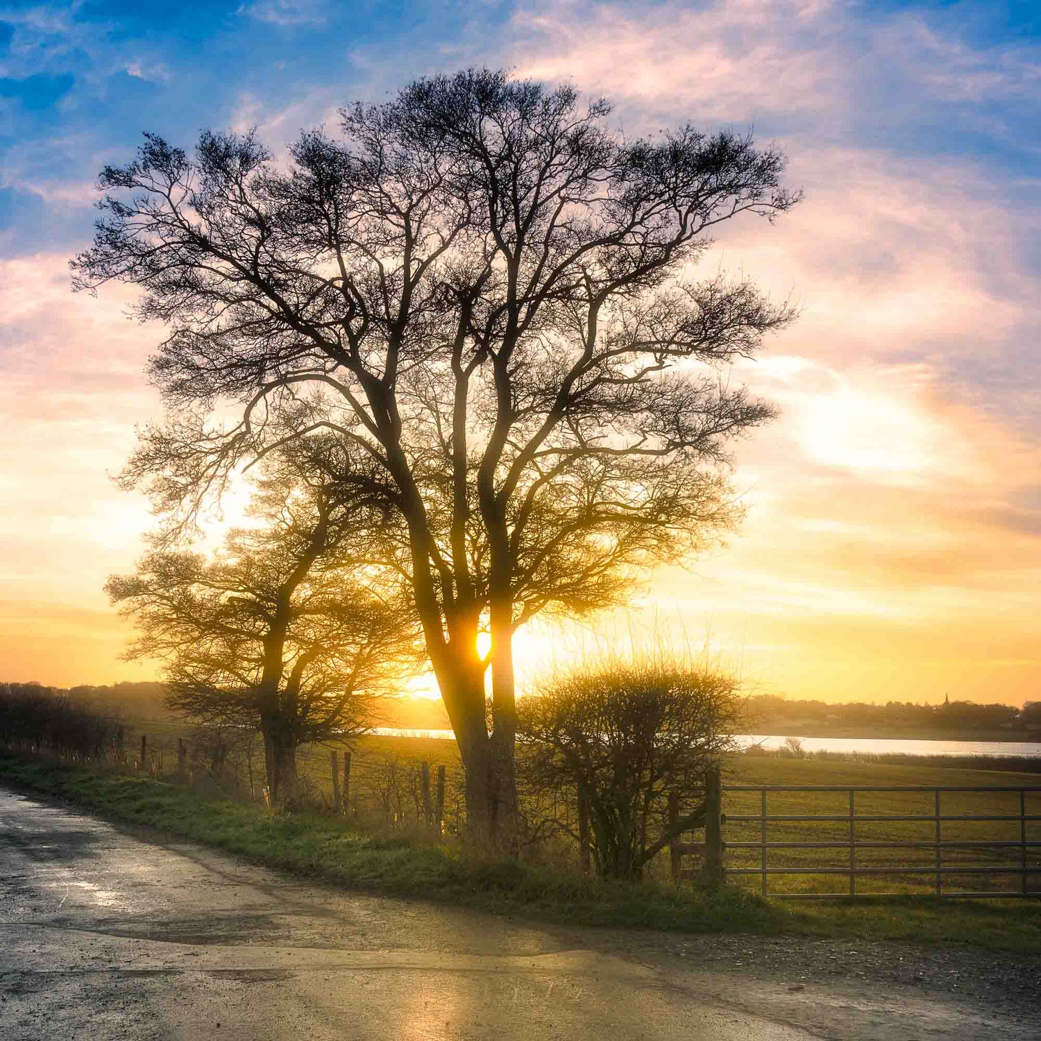 Tree at Sunrise at Rutland Water