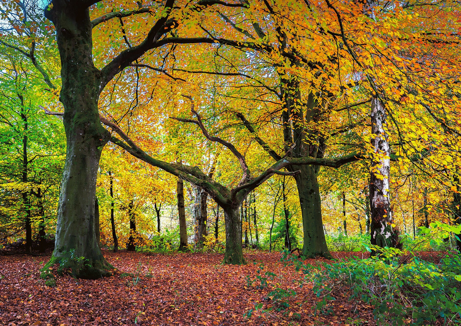 Golden autumn trees in a forest near Bath, with a central tree spreading wide branches over a leaf-covered woodland floor.
