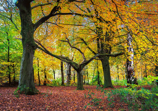 Golden autumn trees in a forest near Bath, with a central tree spreading wide branches over a leaf-covered woodland floor.