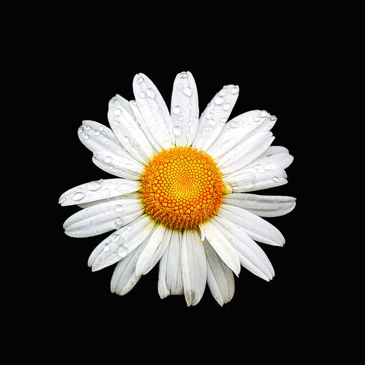 Close-up of a daisy with dewdrops against a black background—simple, luminous, and delicate.