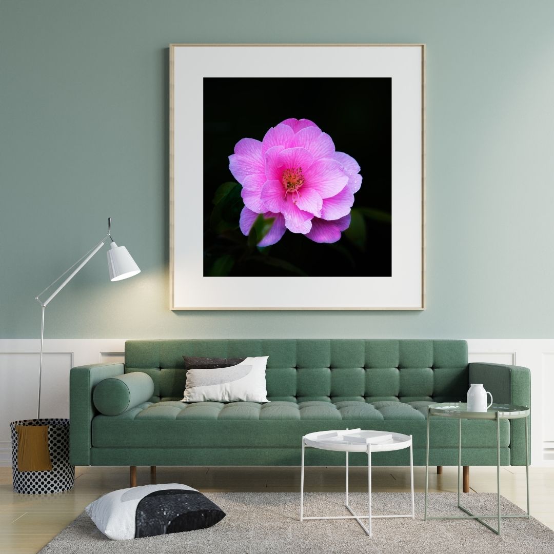 The Grace of a Camellia