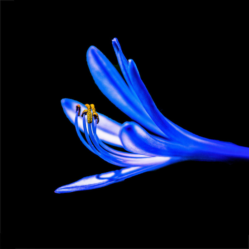 Whispers in Blue, with blue light