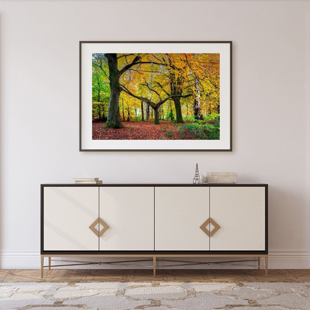 A woodland landscape photograph near Bath in a room.