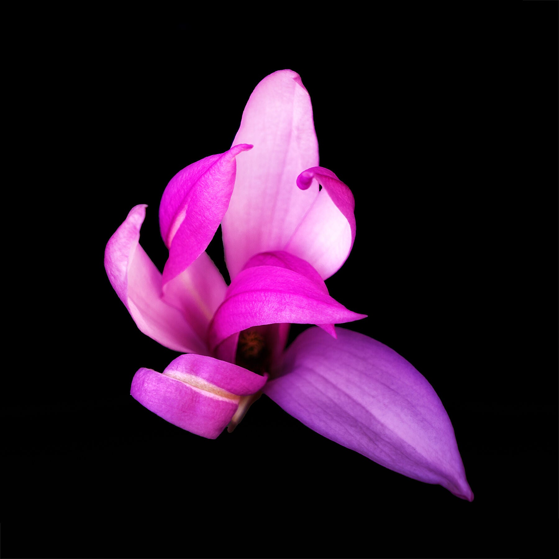 Petal Ballet